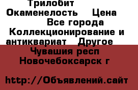 Трилобит Asaphus. Окаменелость. › Цена ­ 300 - Все города Коллекционирование и антиквариат » Другое   . Чувашия респ.,Новочебоксарск г.